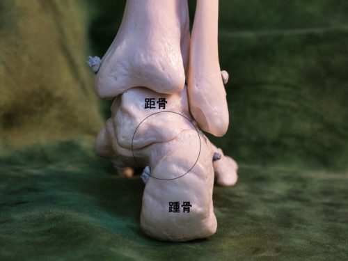 後方から見た距骨下関節　