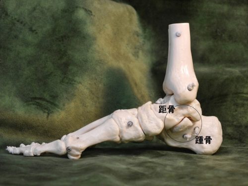 内側から見た距骨下関節