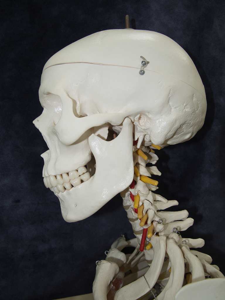 頸椎人体模型