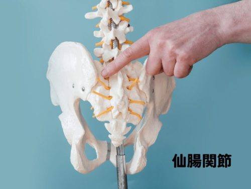 仙腸関節