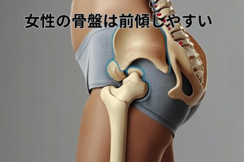 女性の骨盤は前傾しやすい